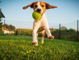 Pet Day Time Care