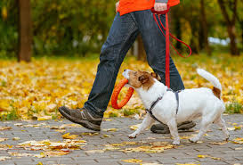 Local Dog Walking