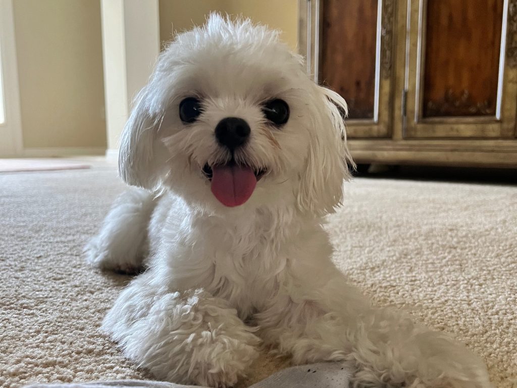 Pet House Sitting